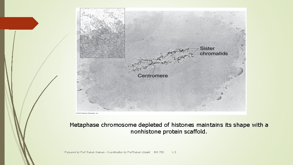 Metaphase chromosome depleted of histones maintains its shape with a nonhistone protein scaffold. Prepared