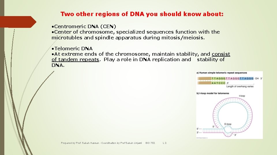 Two other regions of DNA you should know about: • Centromeric DNA (CEN) •