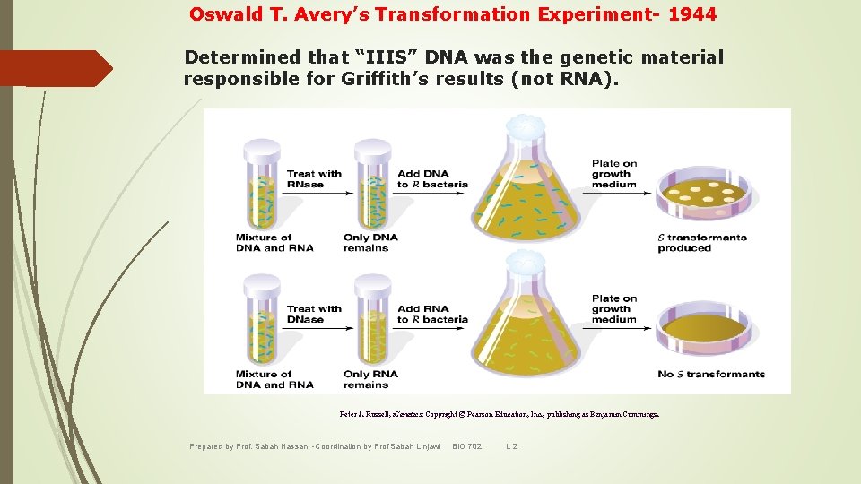 Oswald T. Avery’s Transformation Experiment- 1944 Determined that “IIIS” DNA was the genetic material