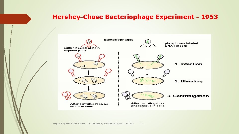 Hershey-Chase Bacteriophage Experiment - 1953 Prepared by Prof. Sabah Hassan -Coordination by Prof Sabah