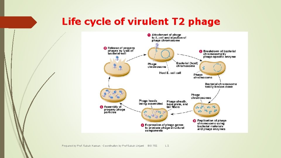 Life cycle of virulent T 2 phage Prepared by Prof. Sabah Hassan -Coordination by