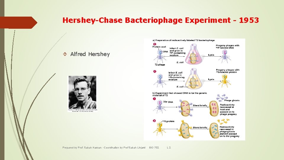 Hershey-Chase Bacteriophage Experiment - 1953 Alfred Hershey Prepared by Prof. Sabah Hassan -Coordination by