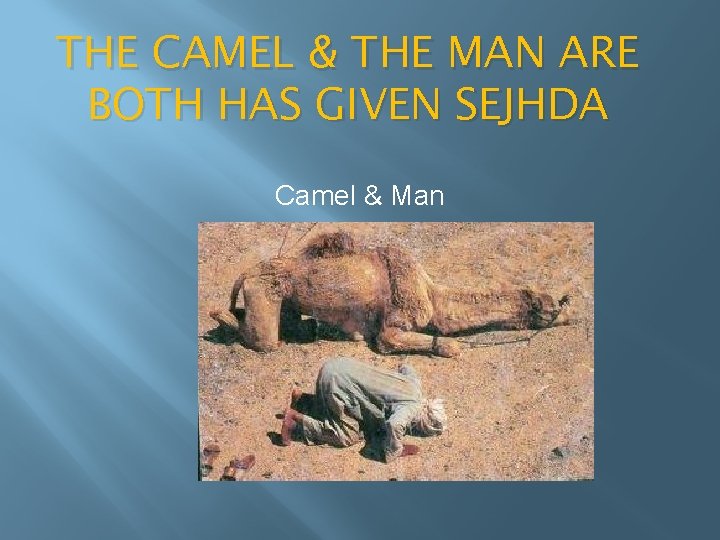 THE CAMEL & THE MAN ARE BOTH HAS GIVEN SEJHDA Camel & Man 