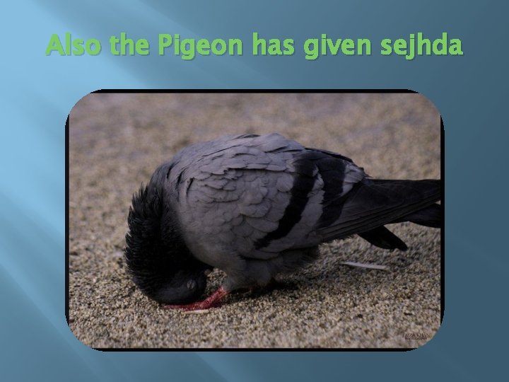 Also the Pigeon has given sejhda 