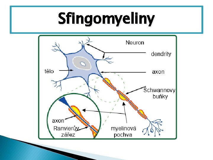 Sfingomyeliny 