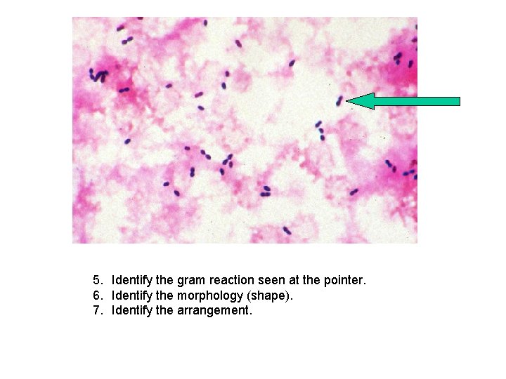 5. Identify the gram reaction seen at the pointer. 6. Identify the morphology (shape).