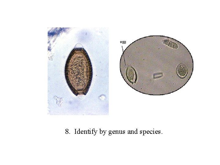 8. Identify by genus and species. 