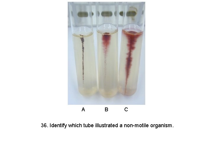 A B C 36. Identify which tube illustrated a non-motile organism. 