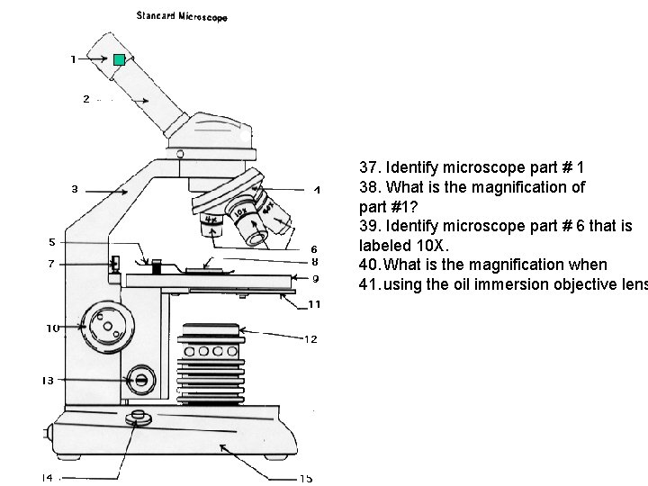 37. Identify microscope part # 1 38. What is the magnification of part #1?