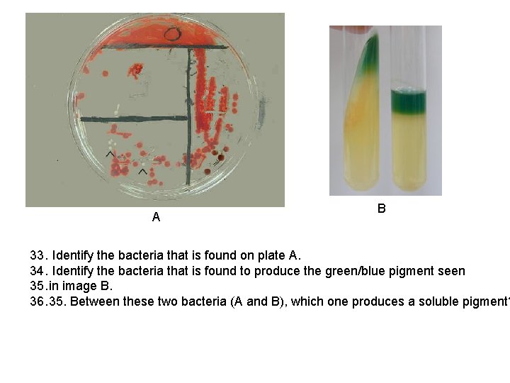 A B 33. Identify the bacteria that is found on plate A. 34. Identify