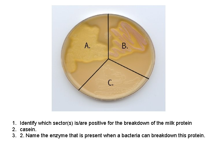 1. Identify which sector(s) is/are positive for the breakdown of the milk protein 2.