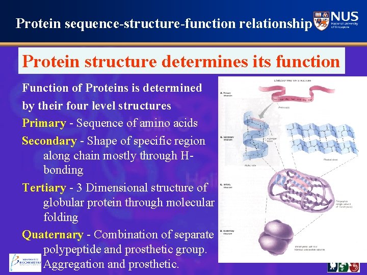Protein sequence-structure-function relationship Protein structure determines its function Function of Proteins is determined by