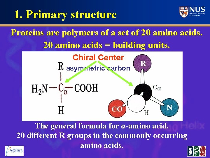 1. Primary structure Proteins are polymers of a set of 20 amino acids =