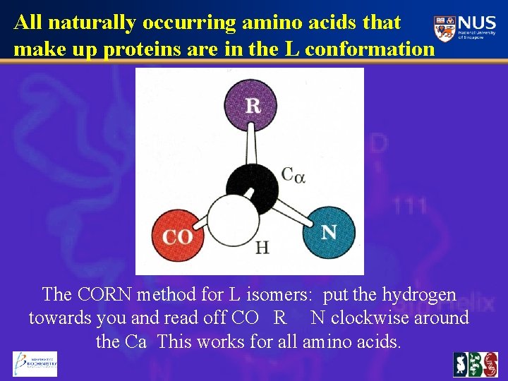 All naturally occurring amino acids that make up proteins are in the L conformation