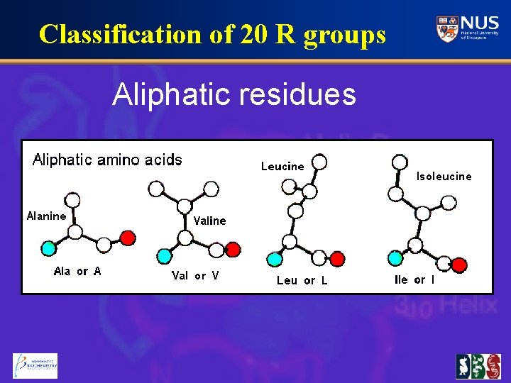 Classification of 20 R groups Aliphatic residues 