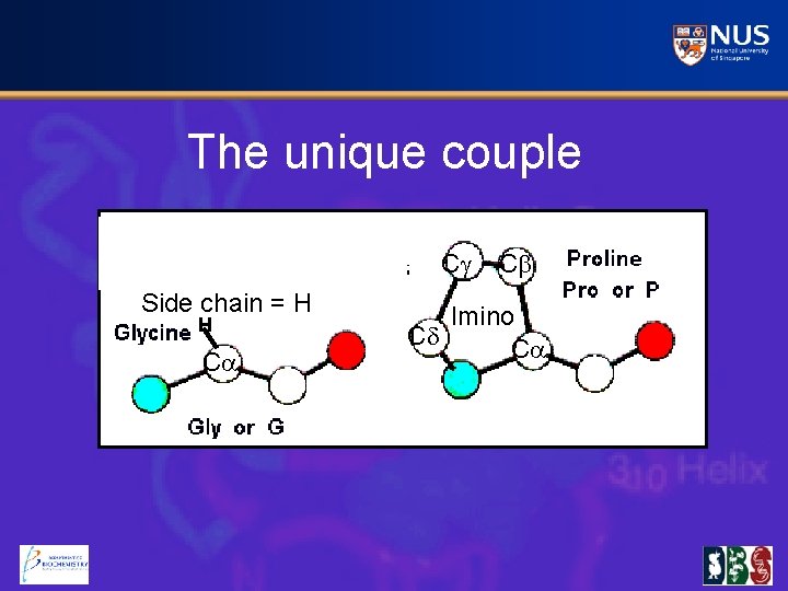 The unique couple Cg Side chain = H H Ca Cb Imino Cd Ca