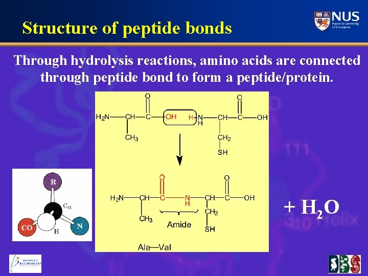 Structure of peptide bonds Through hydrolysis reactions, amino acids are connected through peptide bond