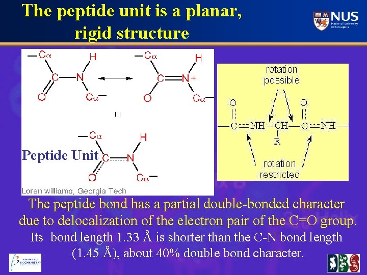 The peptide unit is a planar, rigid structure Peptide Unit The peptide bond has