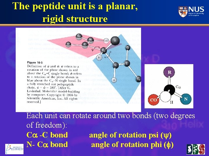The peptide unit is a planar, rigid structure Each unit can rotate around two