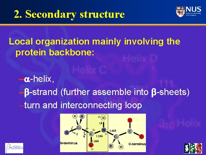 2. Secondary structure Local organization mainly involving the protein backbone: - -helix, -b-strand (further