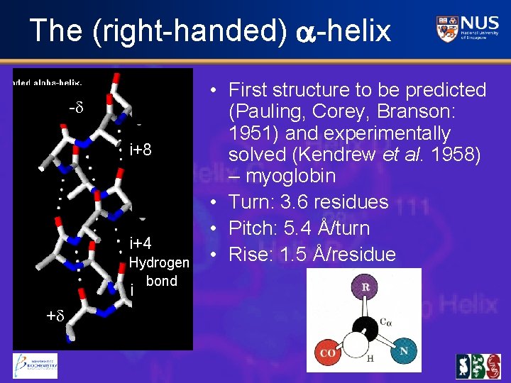 The (right-handed) -helix -d i+8 i+4 Hydrogen bond i +d • First structure to