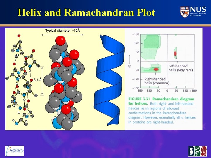 Helix and Ramachandran Plot 