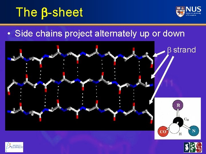 The b-sheet • Side chains project alternately up or down b strand 