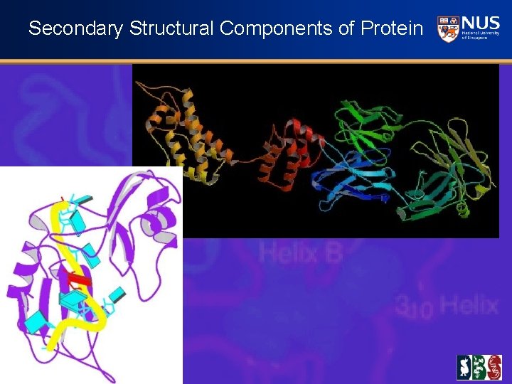 Secondary Structural Components of Protein 