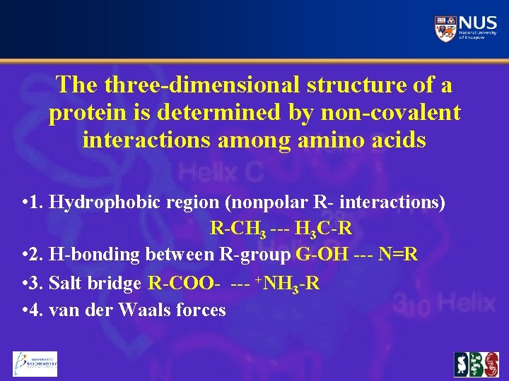 The three-dimensional structure of a protein is determined by non-covalent interactions among amino acids