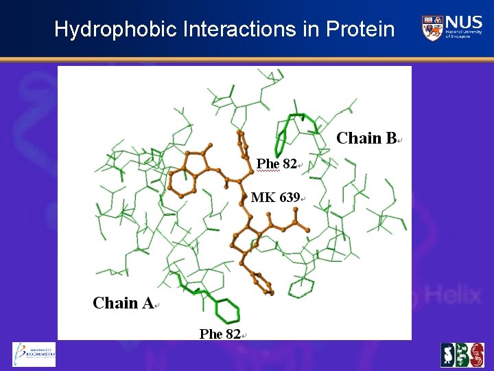 Hydrophobic Interactions in Protein 