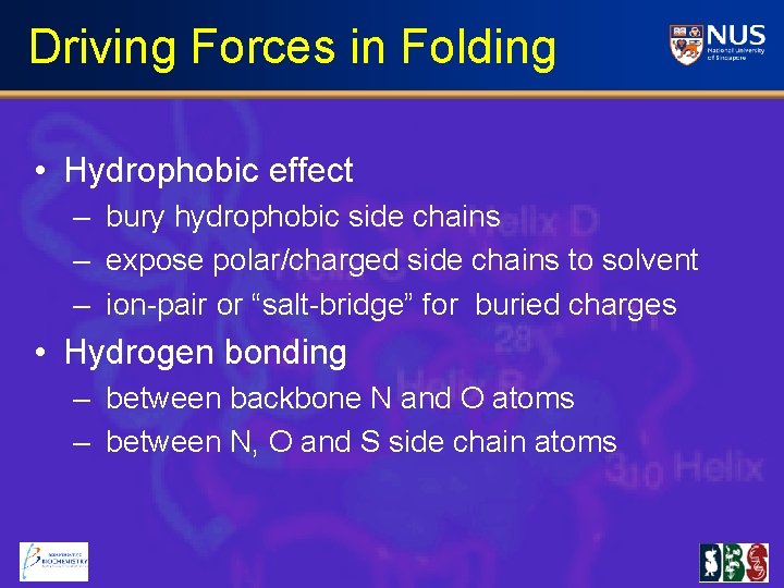 Driving Forces in Folding • Hydrophobic effect – bury hydrophobic side chains – expose
