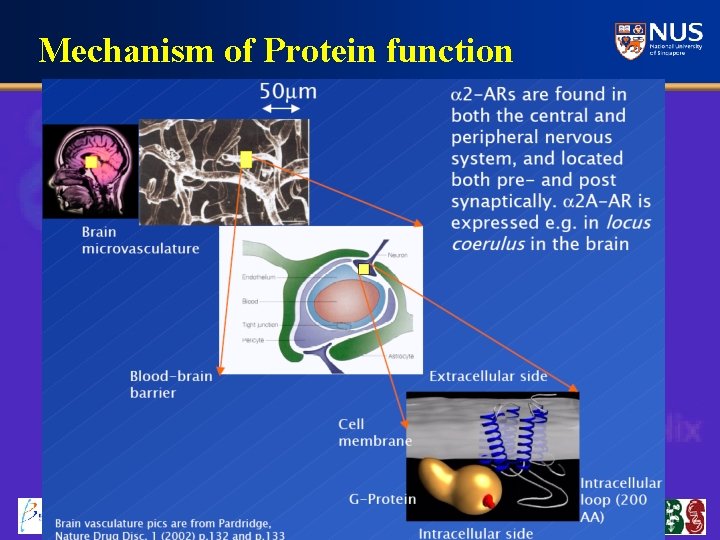 Mechanism of Protein function 