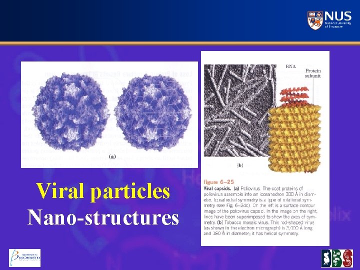 Viral particles Nano-structures 