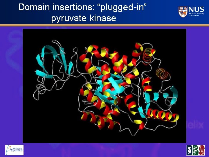 Domain insertions: “plugged-in” pyruvate kinase 
