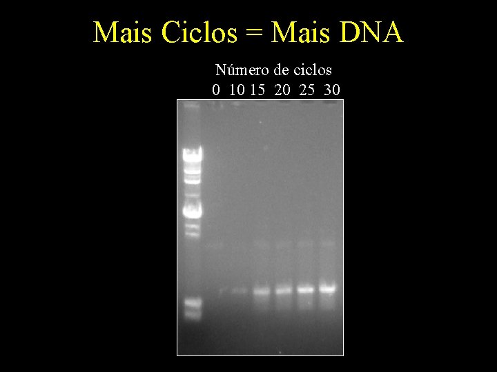 Mais Ciclos = Mais DNA Número de ciclos 0 10 15 20 25 30