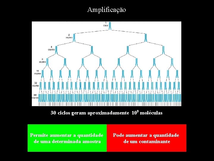 Amplificação 30 ciclos geram aproximadamente 109 moléculas Permite aumentar a quantidade de uma determinada