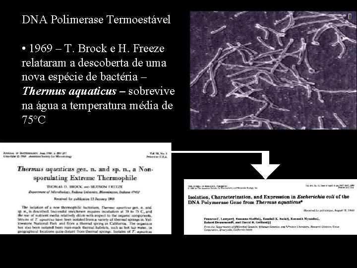 DNA Polimerase Termoestável • 1969 – T. Brock e H. Freeze relataram a descoberta