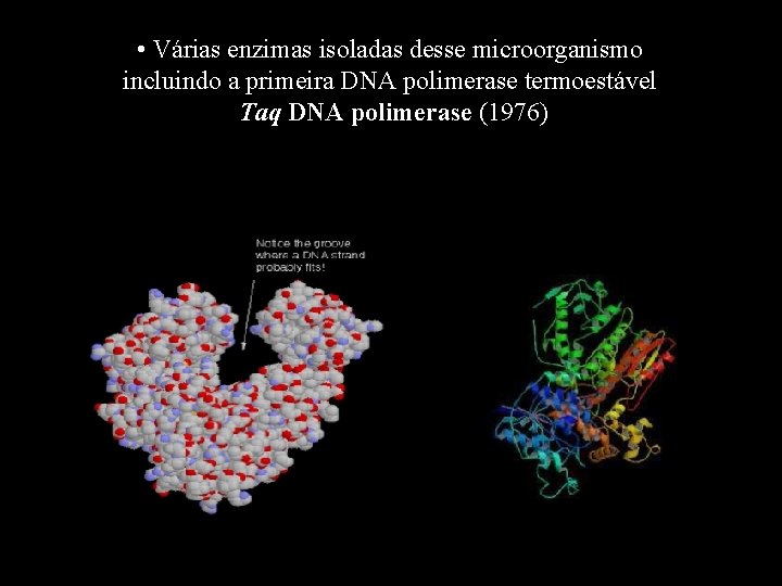  • Várias enzimas isoladas desse microorganismo incluindo a primeira DNA polimerase termoestável Taq