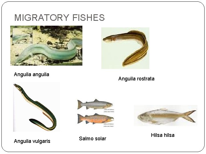 MIGRATORY FISHES Anguila anguila Anguila vulgaris Anguila rostrata Salmo solar Hilsa hilsa 