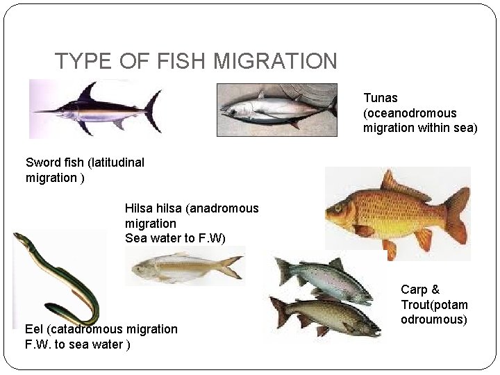 TYPE OF FISH MIGRATION Tunas (oceanodromous migration within sea) Sword fish (latitudinal migration )