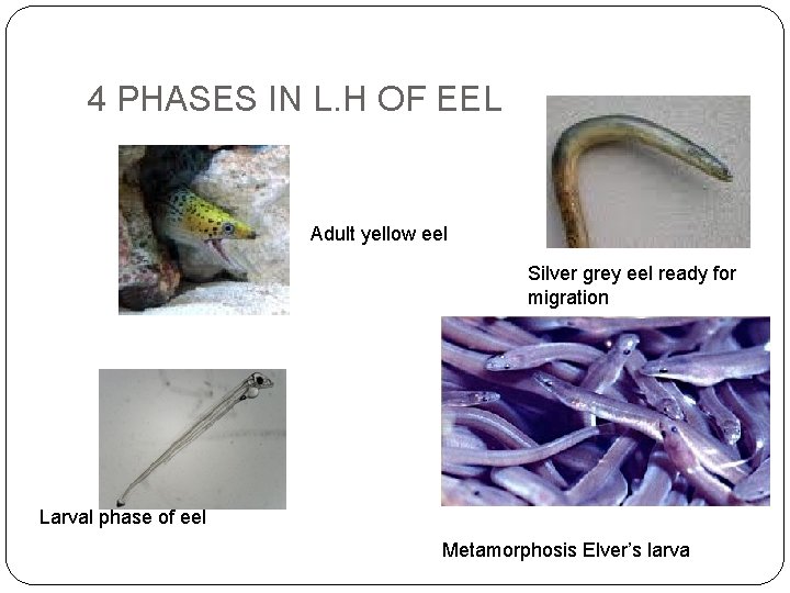 4 PHASES IN L. H OF EEL Adult yellow eel Silver grey eel ready