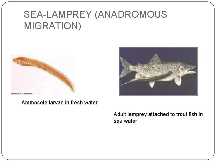 SEA-LAMPREY (ANADROMOUS MIGRATION) Ammocete larvae in fresh water Adult lamprey attached to trout fish