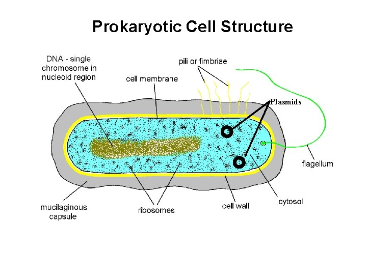 Prokaryotic Cell Structure Plasmids 
