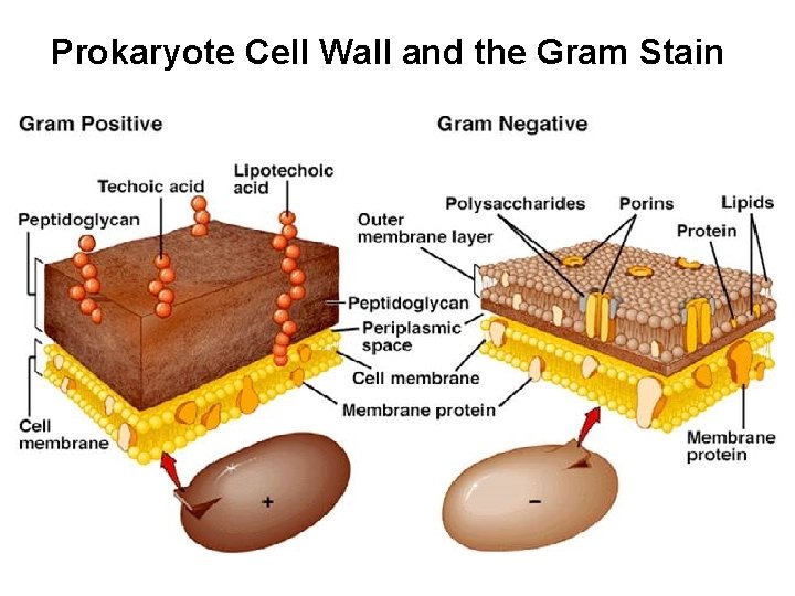 Prokaryote Cell Wall and the Gram Stain 