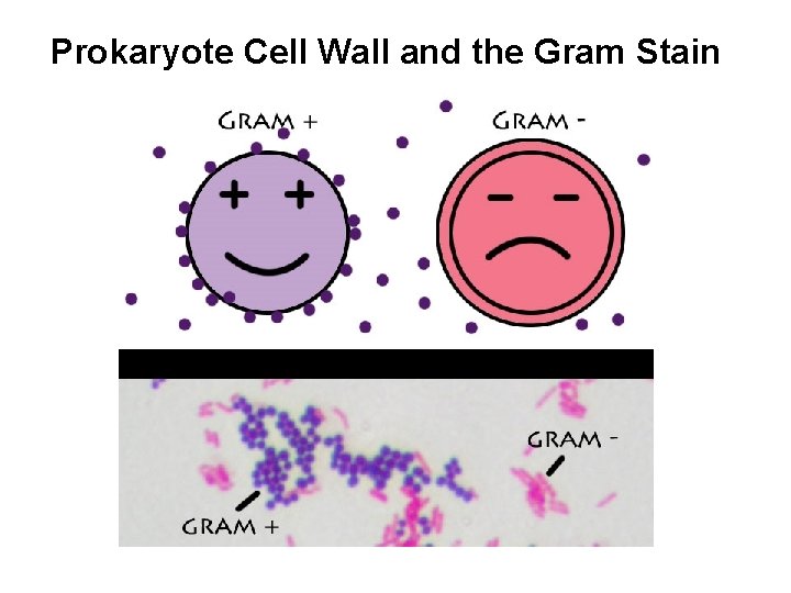 Prokaryote Cell Wall and the Gram Stain 