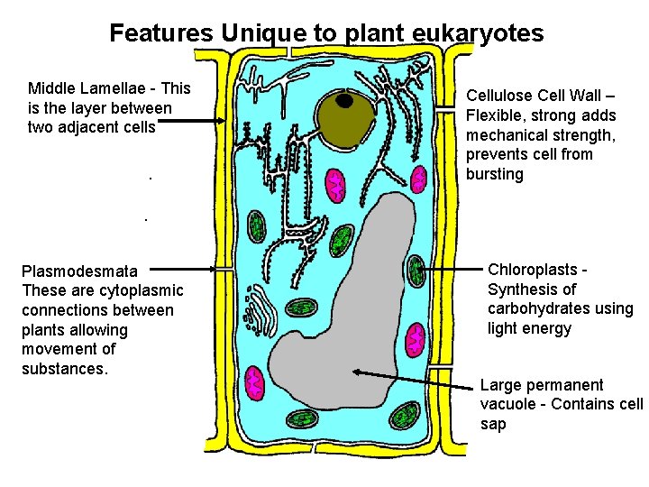 Features Unique to plant eukaryotes Middle Lamellae - This is the layer between two
