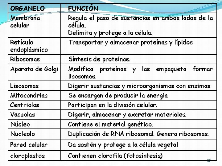 ORGANELO FUNCIÓN Membrana celular Regula el paso de sustancias en ambos lados de la ORGANELO FUNCIÓN Membrana celular Regula el paso de sustancias en ambos lados de la