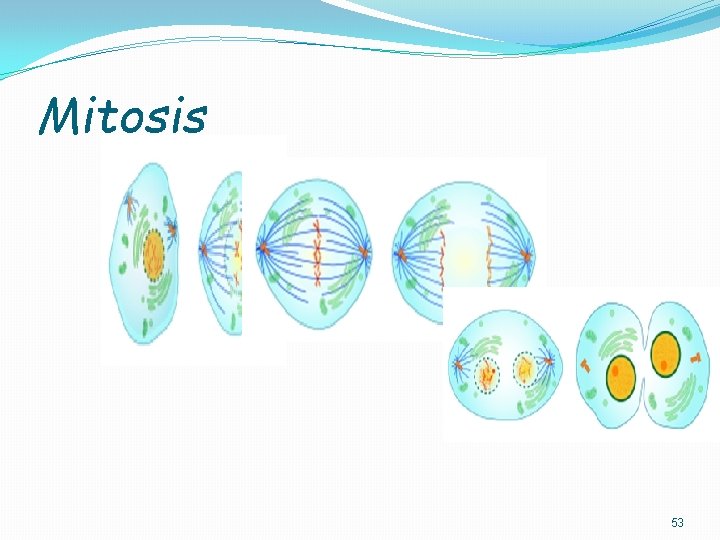 Mitosis 53 Mitosis 53