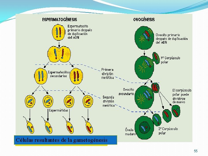 Células resultantes de la gametogénesis 55 