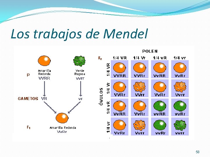 Los trabajos de Mendel 58 Los trabajos de Mendel 58